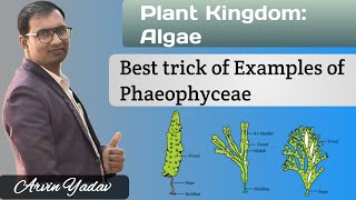 Brown Algae  Trick of Examples of Phaeophyceae  Plant Kingdom class 11 Algae class 11NEET [upl. by Zsamot]