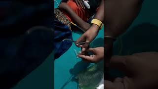 How to Clamp Foleys Catheter पेशाब का पाइप कैसे बांधेHow to Give Urine Bladder Training [upl. by Rustice]