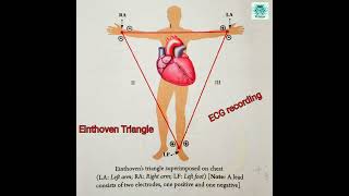 Einthoven s triangle ECG biology health [upl. by Groeg]