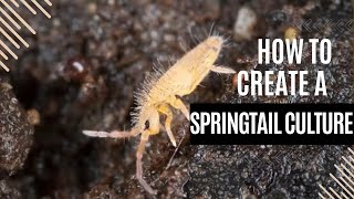 Springtail culture guide [upl. by Ecidna841]