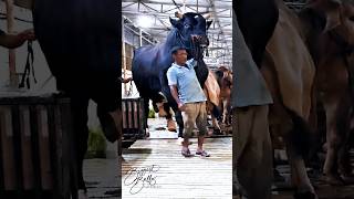 Gigantic Holstein Friesian bull coming out of the barn [upl. by Willyt]