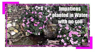 Impatiens planted in Water with no soil [upl. by Neeneg]