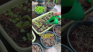 How to fertilize vegetable seedlings gardentips garden plantingtips vegetables fertilizer [upl. by Kucik]