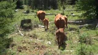 McGinnis Meadows Cattle amp Guest Ranch [upl. by Papke]