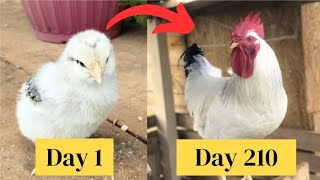 Light Sussex Chicken Growth Time Lapse BABY CHICKS GROWING UP Day by Day  Chicks Growth [upl. by Anaerb]