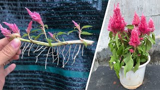 Secrets of flower propagation Celosia cristata L from the stem [upl. by Attwood]