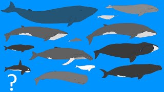 Whales Size Comparison  Animation  Cetacean Whale and Dolphins OLD VERSION [upl. by Nhguavad]