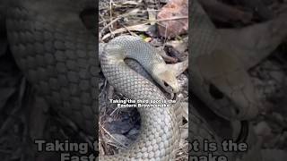 Most Deadliest Snakes In The World snakes shorts youtubeshorts shortsfeed [upl. by Jacquetta]