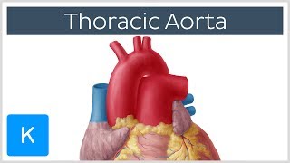 Thoracic Descending Aorta Anatomy amp Branches  Kenhub [upl. by Ive]