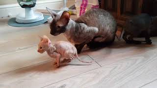 Cornish rex kittens  little dragon [upl. by Doty473]