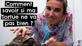 Comment savoir si ma tortue ne va pas bien  🐢 [upl. by Ydnyc]