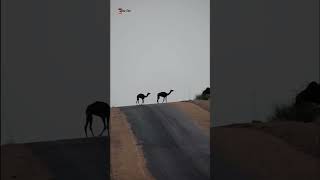 Camelsالجمالshort viral thardesert [upl. by Namrak]