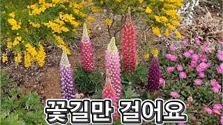 랜선힐링 꽃길만 걸어요 두뇌힐링 5분 quot멍quot 공기정화식물 루피너스Lupinus꽃말 quot모성애 탐욕 공상quot [upl. by Coh]