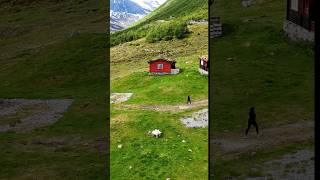 📍Breiddalen Valley Lookout💚🏞️🐑🐏🇳🇴travel norwaynature shorts [upl. by Airdnahc848]