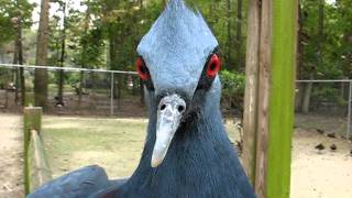 Victoria Crowned Pigeon Talking and Dancing [upl. by Polivy437]