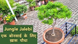 जंगल जलेबी प्लांट केयर How to care Pithecellobium dulce bonsai Best plant for bonsai [upl. by Ahsinut161]