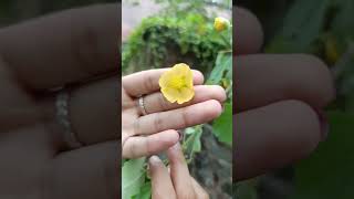 এই গাছ টি আগে কখনো দেখেছো তোমরা 🌱 gardening gardenplants gardeningtips plants viralshorts [upl. by Amalie]