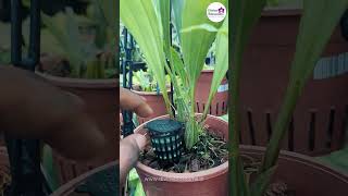 Busy Life Keep Orchids Thriving with Basacote Slow Release Fertilizer 🌸✨ bloomorchidsorchidplant [upl. by Grover501]