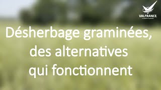 Désherbage anti graminées des céréales des solutions alternatives qui fonctionnent [upl. by Arek]