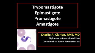 Blood and Tissue Flagellates Trypomastigote Epimastigote Promastigote and Amastigote [upl. by Gnurt588]