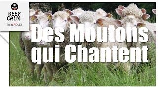 Chorale de moutons  Les moutons chantent  tublaguemdr [upl. by Drescher]