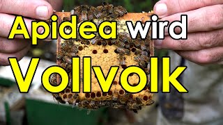 BienenHilfe wie wird ein Apidea Begattungsvölkchen zum Wintervolk [upl. by Airalav]