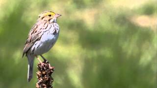 Savannah Sparrow Singing [upl. by Hegarty592]