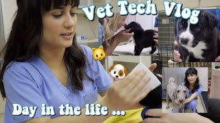 Day In The Life of a Vet Tech  Vet Tech Vlog  Veterinary Technician [upl. by Einttirb]