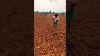 Soybean seed sowing in farm  Monsoon season has started farming agro soybean [upl. by Nivrae]