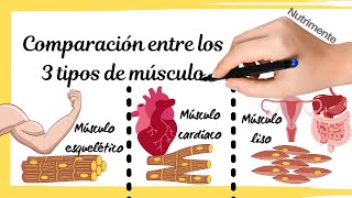 COMPARACIÓN de los 3 TIPOS MUSCULARES Esquelético cardíaco y liso [upl. by Catherina]