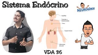 Sistema Endócrino  Vídeo Aula 36 [upl. by Nerro]