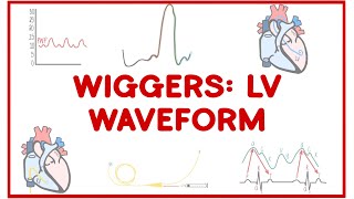 Wiggers Diagram LEFT VENTRICULAR Waveform [upl. by Nalo341]