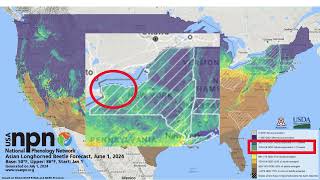 Asian Longhorned Beetle ALB Pheno Forecast Video [upl. by Thar]