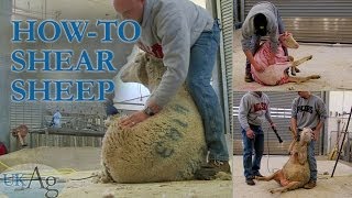 How to shear sheep  blow by blow [upl. by Aiela]