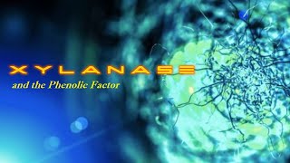 Xylanase and the phenolic factor [upl. by Sacttler]