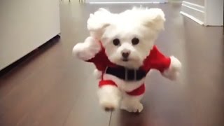 Funniest DOGS IN COSTUMES 2017 Funny Pets [upl. by Evers]