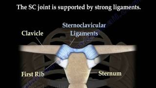 Sternoclavicular joint Dislocations  Everything You Need To Know  Dr Nabil Ebraheim [upl. by Viguerie299]