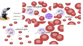 Comprendre les analyses sanguines [upl. by Fennie298]