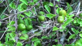 Canthium coromandelicum fruits [upl. by Skyler]