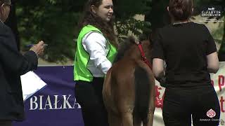 Bialka 2024 2nd Polish Classic Show Class 0A [upl. by Rramal]