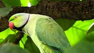 Roseringed  Indian Ringneck  Parakeet male  Mylapore  Chennai  India [upl. by Calise]