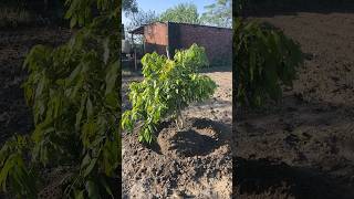 Litchi plant 2 year baghwani baghanews litchi plants pathankot up bihar fertilizer youtube [upl. by Imat126]