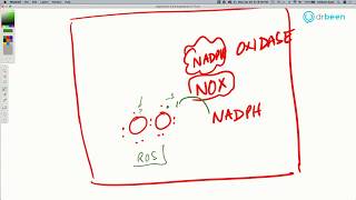 COVID19 Insights Hypercoagulability Clotting Role of the ACE2 Enzyme  Part 1 [upl. by Neri878]