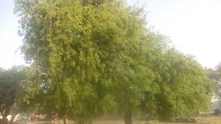 Sheesham Tree in Rural India [upl. by Xila]