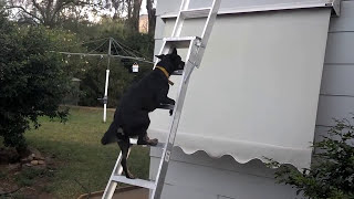 Kelpie dog climbs a ladder [upl. by Eldred]