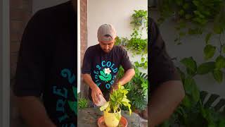 tip for an overwatered plant gardeningwithnanav plantcare shorts [upl. by Amikay]