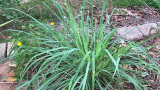 Lemon Grass Cymbopogon citratus [upl. by Delacourt]