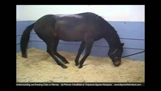 Colic in horses Horse Vet explains what owners should know [upl. by Htebiram]