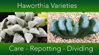 Haworthia Collection  Repotting Dividing and Care [upl. by Manlove]