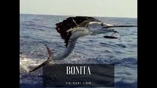 How to fish the YoZuri Big Game Bonita in the Bahamas [upl. by Rheims407]